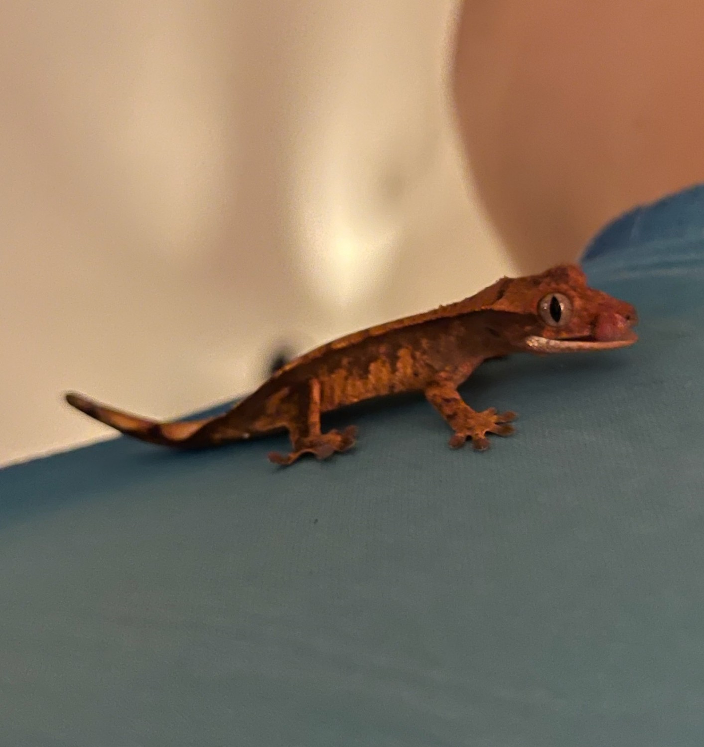 A young crested gecko on a shoulder.